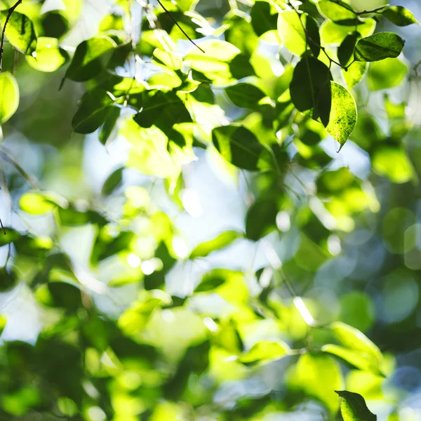 Green leaves background — Stock Photo, Image