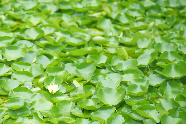 Yellow water lily — Stock Photo, Image