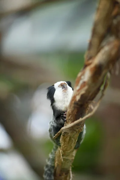 Weißkopf-Äffchen sitzt in einem Baum — Stockfoto