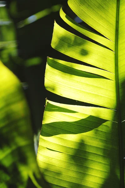 Palmenblatt in Großaufnahme — Stockfoto