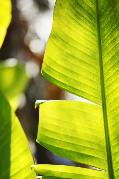 Banana palm tree leaf close-up — Stock Photo, Image