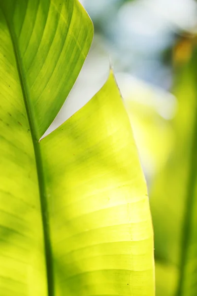 Plátano hoja de palmera primer plano —  Fotos de Stock