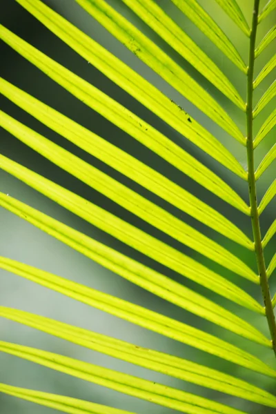 Palmenblatt in Großaufnahme — Stockfoto