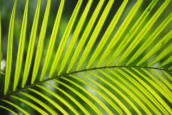 Palm tree leaf close-up — Stock Photo, Image