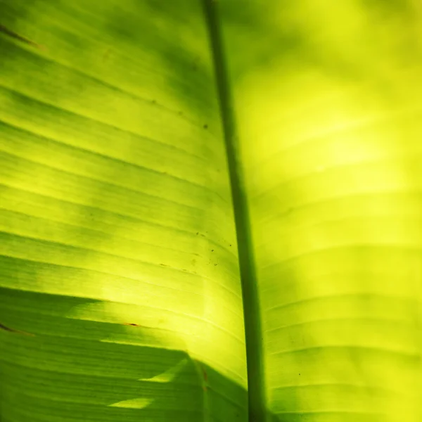 Banana foglia di palma primo piano — Foto Stock