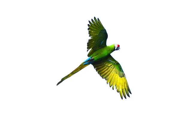 Flying green parrot — Stock Photo, Image