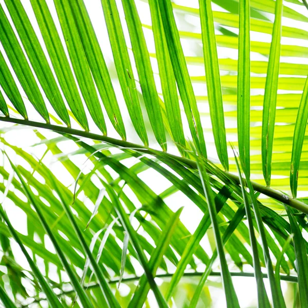 Пальмовый лист крупным планом — стоковое фото