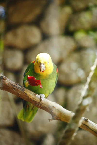 Yellow-naped Amazon Parrot — Stock Photo, Image