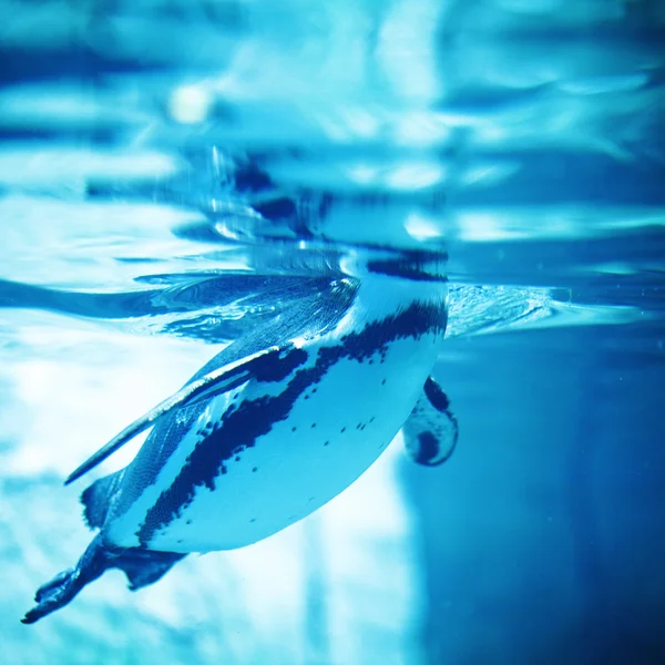 Swimming Penguin — Stock Photo, Image