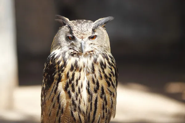 Long-eared owl — Stock Photo, Image