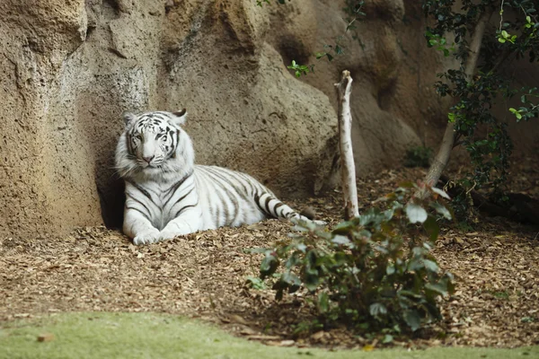 Weißer Tiger — Stockfoto