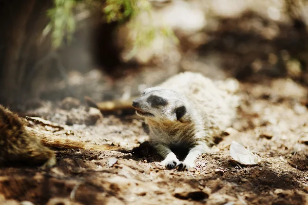 Erdmännchen — Stockfoto