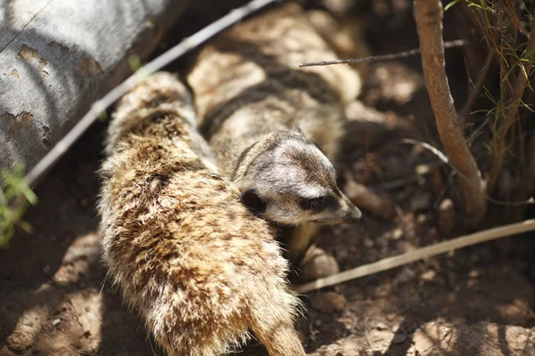 Suricate — Φωτογραφία Αρχείου