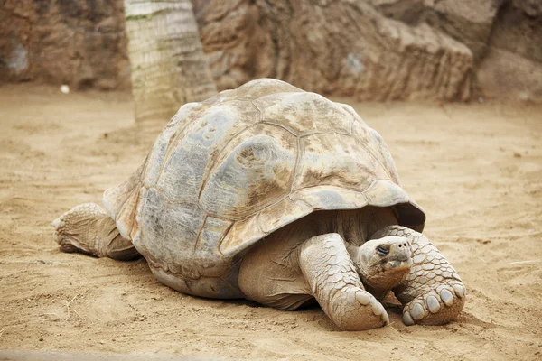塞舌尔龟 — 图库照片