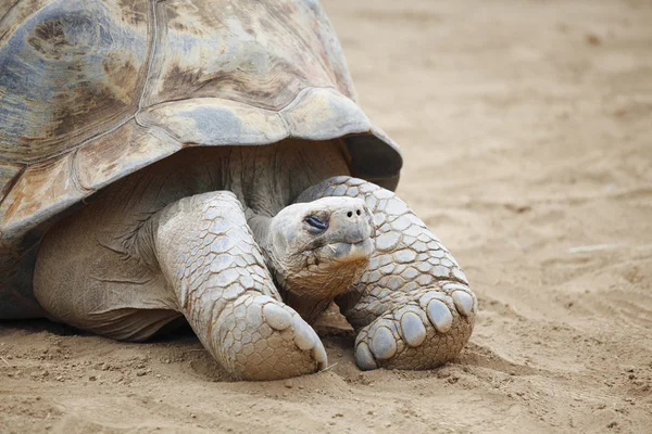 Seychellen schildpad — Stockfoto