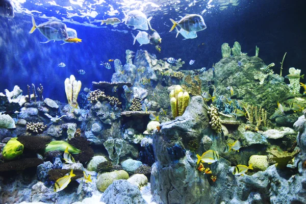 Peces tropicales en un arrecife de coral — Foto de Stock