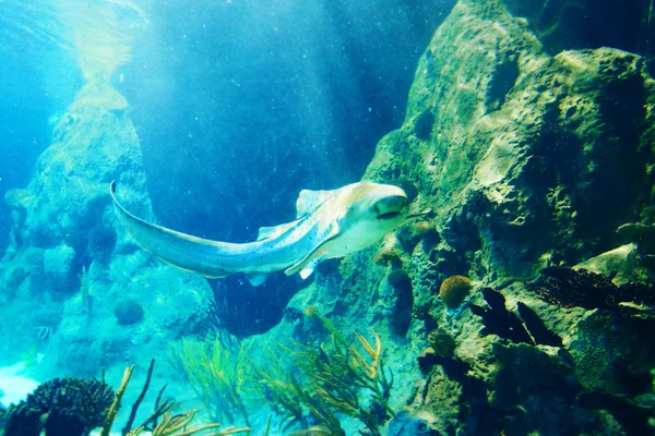 Tiburón bajo el agua — Foto de Stock