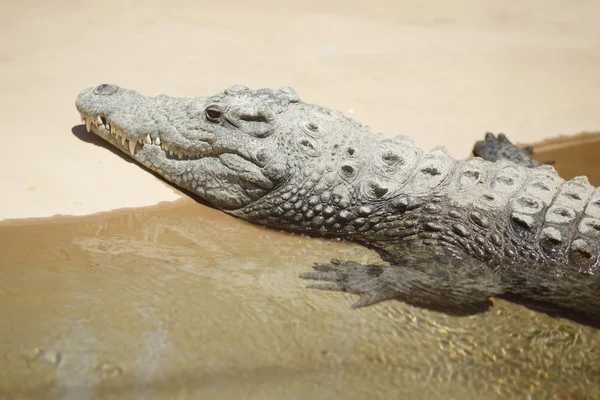 Аллигатор на песке — стоковое фото
