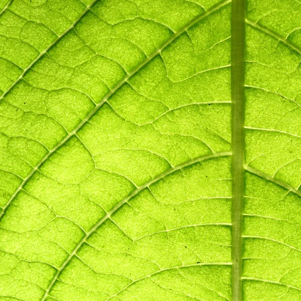 Veia da folha verde — Fotografia de Stock