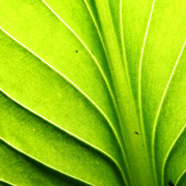 Green leaf vein — Stock Photo, Image