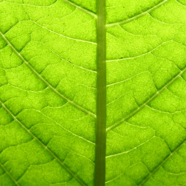 Πράσινο φύλλο φλέβα — Φωτογραφία Αρχείου