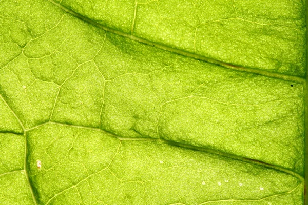 Vena de hoja verde — Foto de Stock