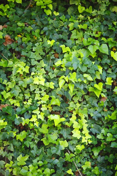 Зеленая стена из листьев плюща — стоковое фото