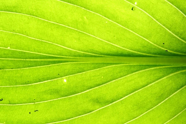 Green leaf vein Royalty Free Stock Photos