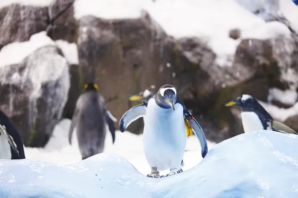 Emperor penguins Stock Picture