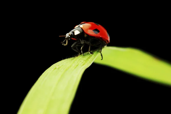 Ladybug แยกตัวบนสีดํา — ภาพถ่ายสต็อก