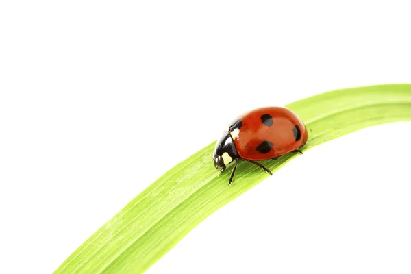 Marienkäfer auf Gras — Stockfoto