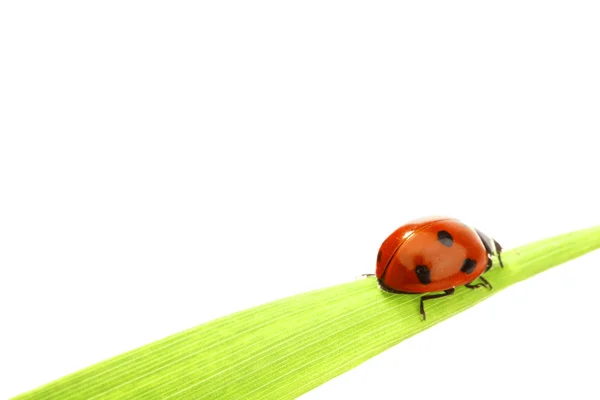 Ladybug on grass — Stock Photo, Image