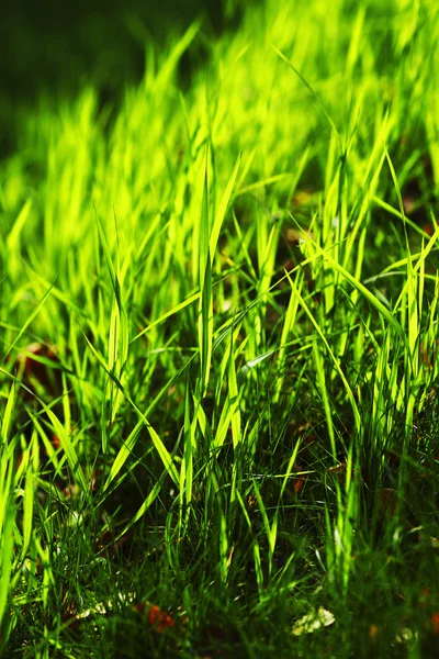 Grama verde — Fotografia de Stock