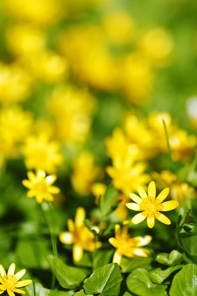 Fond fleurs jaunes — Photo