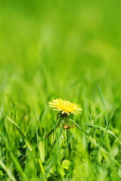 Paardebloem — Stockfoto