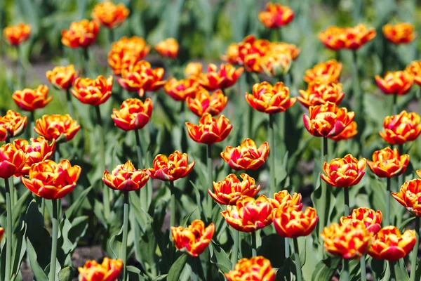 Red Orange Yellow Tulips — Stock Photo, Image