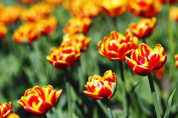 Rood oranje geel tulpen — Stockfoto