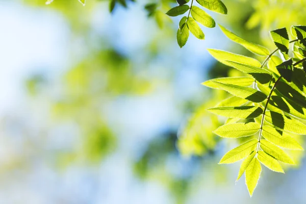 Gröna blad bakgrund — Stockfoto