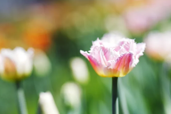 Roze tulp — Stockfoto