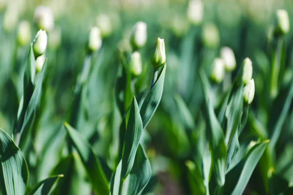 Tulipanes blancos —  Fotos de Stock