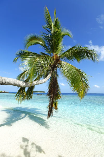 Palm op strand en zee achtergrond — Stockfoto