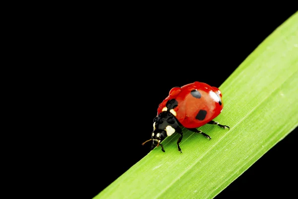 Lieveheersbeestje geïsoleerd op zwart — Stockfoto