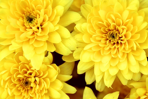 Gelbe Chrysantheme — Stockfoto