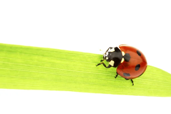 Lieveheersbeestje op gras — Stockfoto