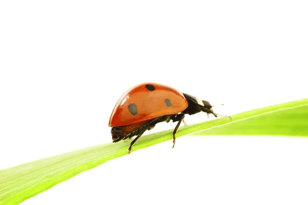 Lieveheersbeestje op gras — Stockfoto