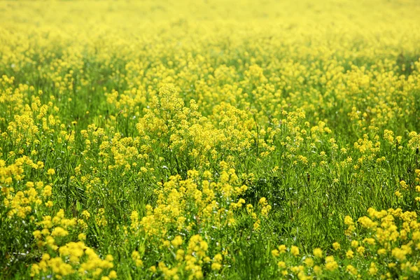 Green grass field — Stock Photo, Image