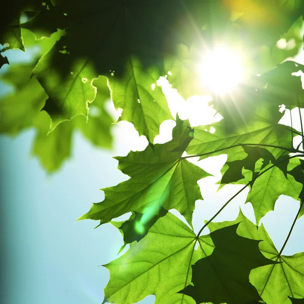 Groene bladeren — Stockfoto