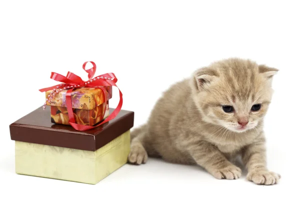 Isolierte Katze und Geschenk — Stockfoto