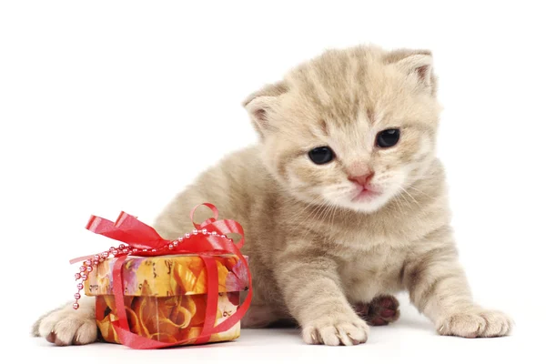 Isolierte Katze und Geschenk — Stockfoto