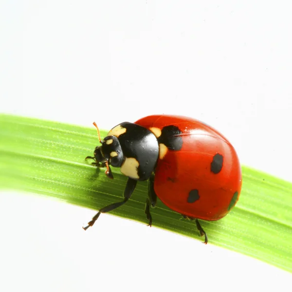 Joaninha vermelha — Fotografia de Stock